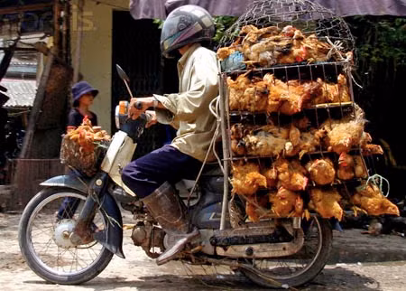Mỗi ngày hơn 10 tấn gà loại thải Trung Quốc vào Hà Nội