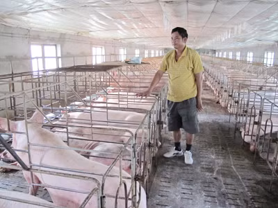 Chăn nuôi lớn ngồi chờ phá sản