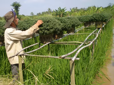 Trồng thêm lúa dưới giàn hoa Tết