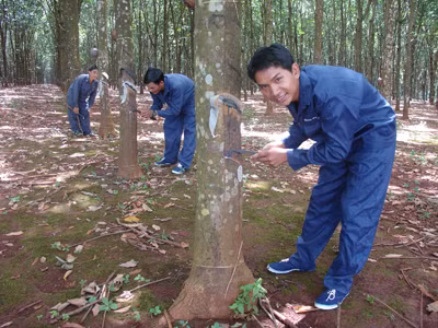 Khổ vì mủ cao su rớt giá