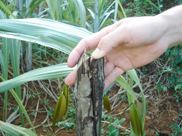 Cao su chết rét còn khô gốc Ảnh: N.H