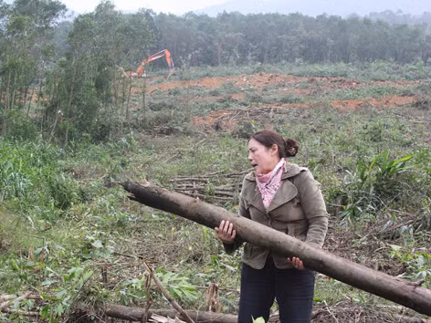 Ngang nhiên tàn phá rừng phòng hộ