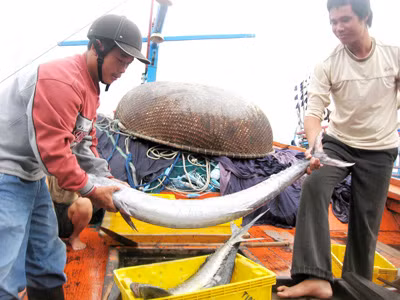 Những biên đội tàu cá Hoàng Sa, Trường Sa