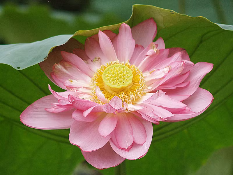 Sen bách cánh hồ Tây. Ảnh: Đỗ Đức