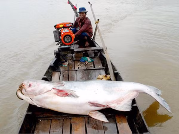 Bắt được cá tra dầu khổng lồ