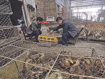 Cúm H7N9 có thể kháng thuốc Tamiflu
