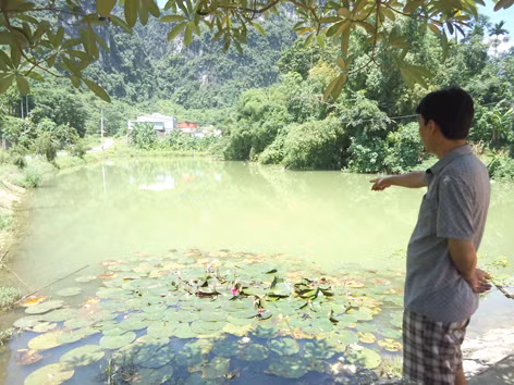 Cá chết trắng ao, chó mèo biến dạng