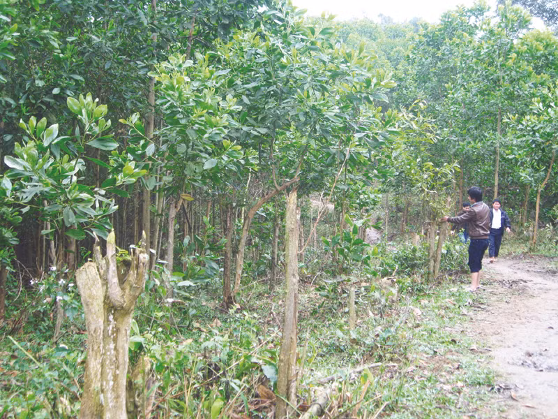 Một góc núi rừng Khe Canh thuộc bản Khứm
