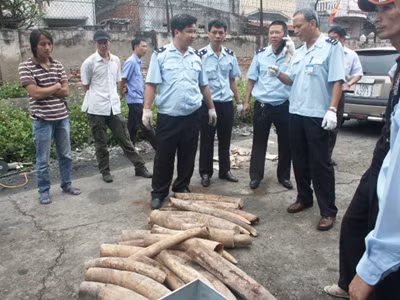 Phát hiện số lượng lớn ngà voi nhập lậu