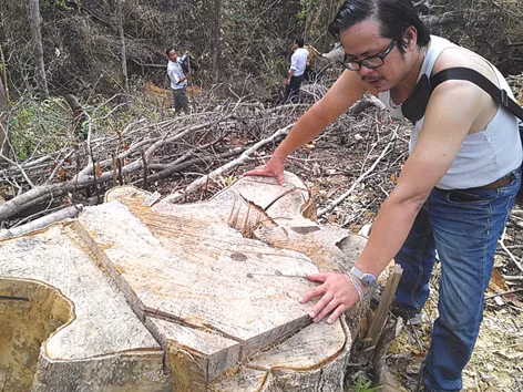 Nhiều nghịch lý trong thực hiện chính sách lâm nghiệp