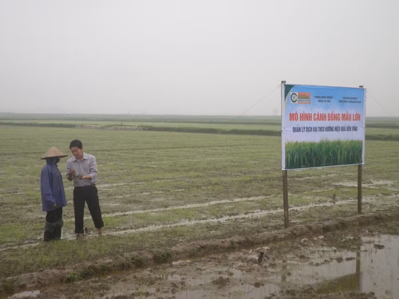 Làm cánh đồng mẫu lớn, lãi gấp đôi