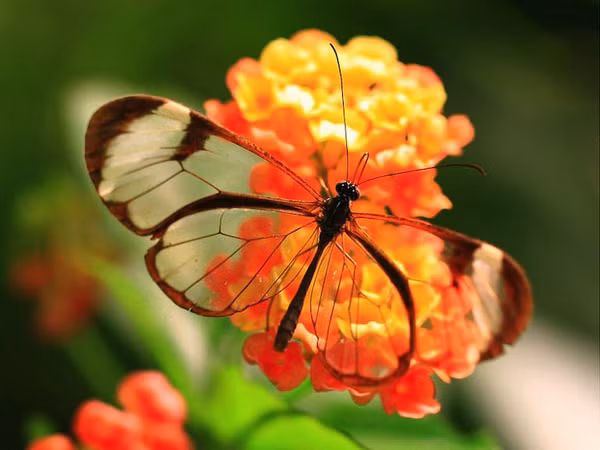 Lạ với loài bướm trong suốt đẹp lung linh