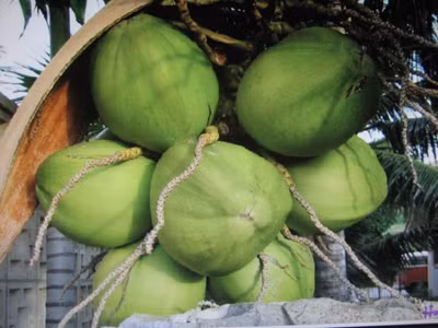 Lại tự bơi