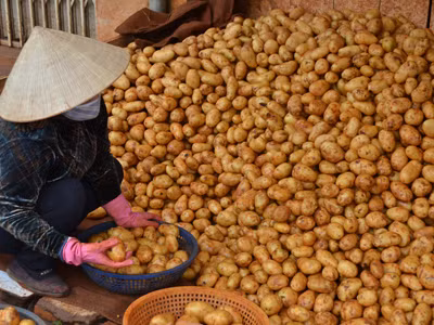 Truy nguồn khoai tây nhiễm độc