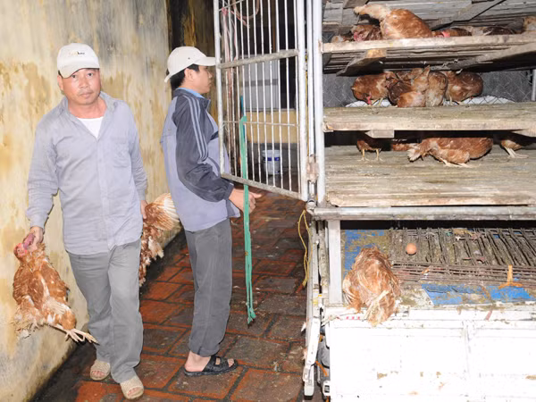 Bắt xe tải chở nửa tấn gà lậu tuồn về Hà Nội