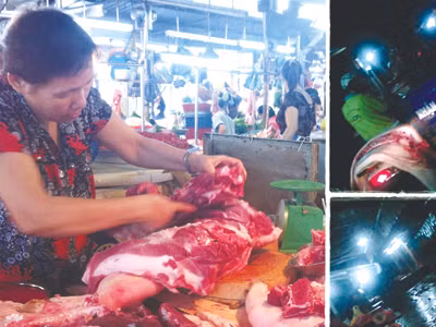 Chợ trộn heo bệnh, heo lành
