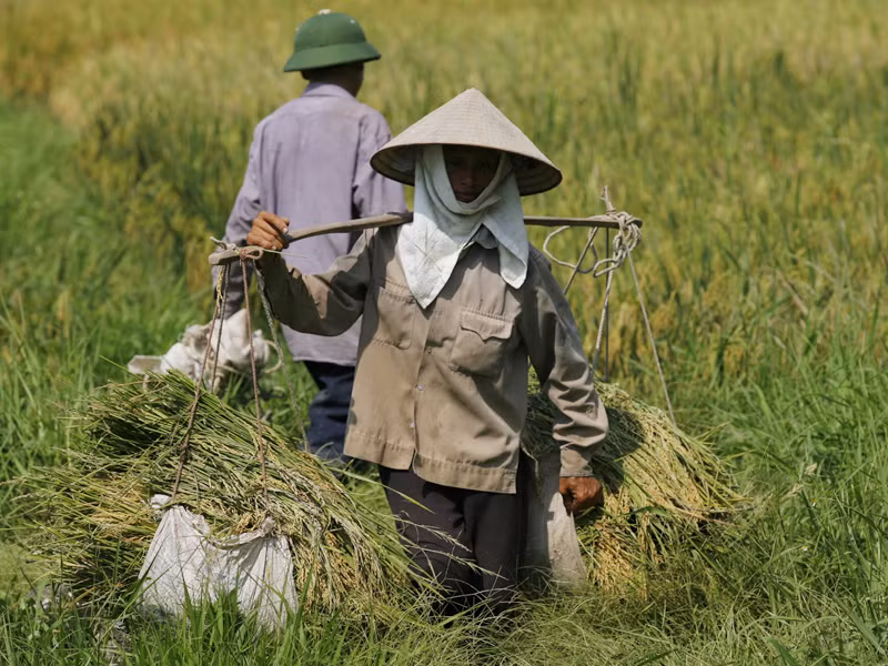 Theo TS Vũ Tuấn Anh: Không nên thường xuyên thu hồi, chia lại ruộng đất Ảnh: Hồng Vĩnh