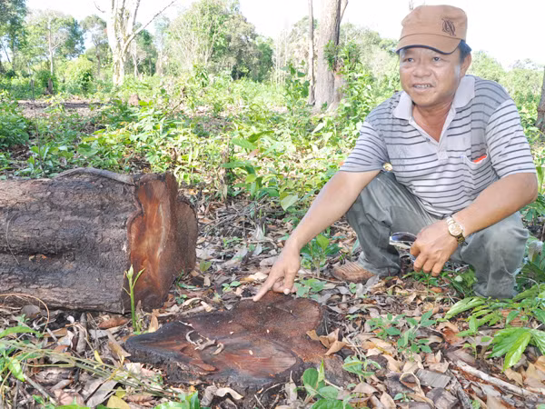 Phá rừng, bán đất trái phép