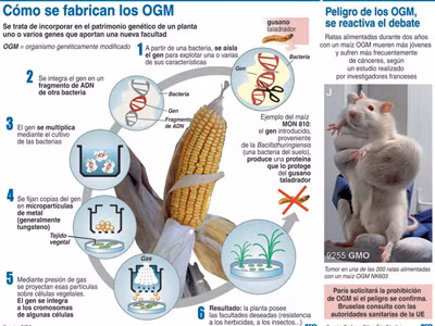 Ngô biến đổi gene có thể gây ung thư