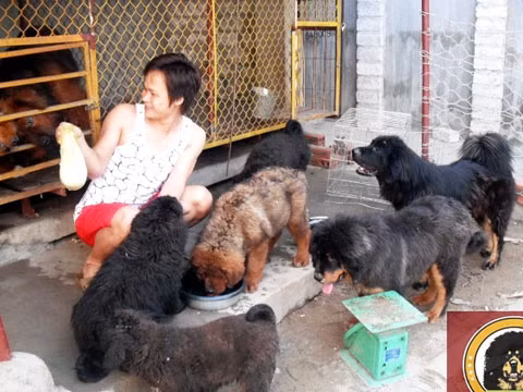Ngỡ ngàng trại chó Ngao triệu đô của đại gia 8X đất Quảng