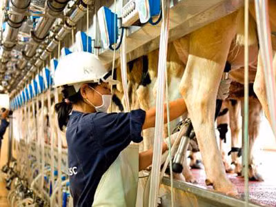 Tham vọng của đại gia Việt cho bò...nghe nhạc