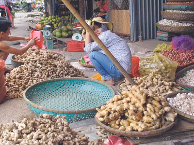 Nhà hàng, khách sạn Việt chủ yếu dùng gừng độc Trung Quốc