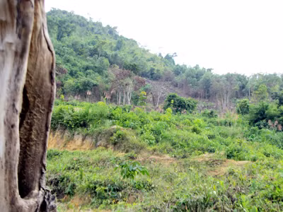 Cơ bản... phá xong rừng