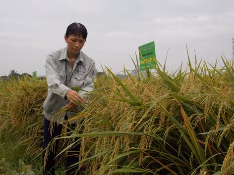 Những giống cây trồng bạc tỷ