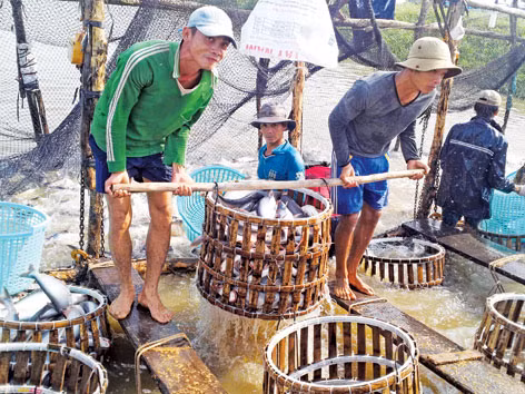 'Vỡ trận' ngành cá tra