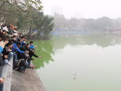 'Cụ' Rùa nổi sát bờ, mang nhiều vết thương