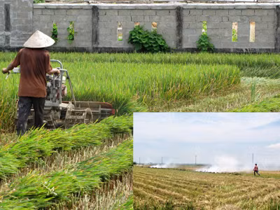 Lúa không kết hạt, thiếu đói cận kề
