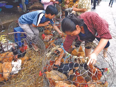 Bạt ngàn gia cầm lậu