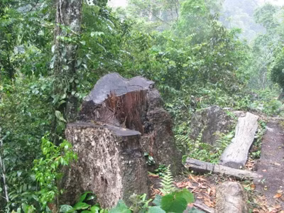 Khi rừng nói