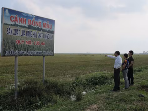 Nỗi lo tư duy tiểu nông sau cánh đồng mẫu lớn