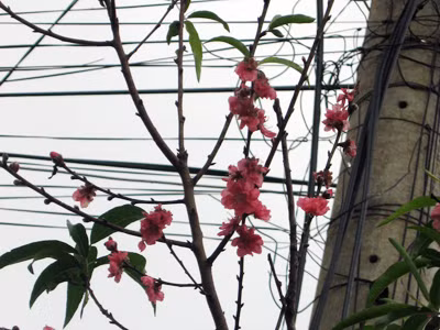 Đào Bắc nở hoa giữa mùa thu Tây Nguyên