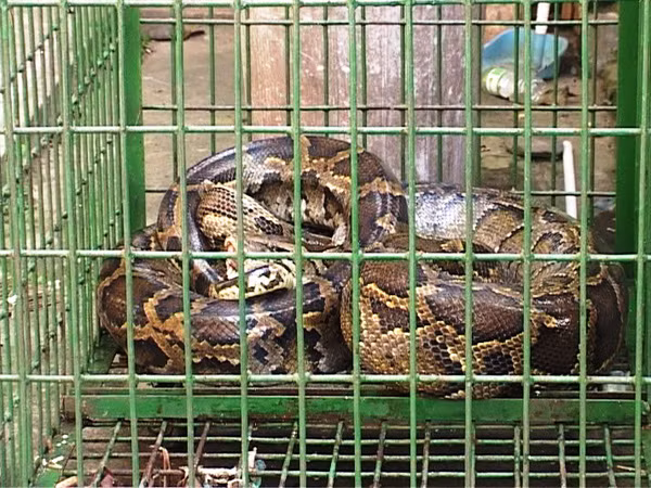 Bắt được trăn nặng gần 50 kg