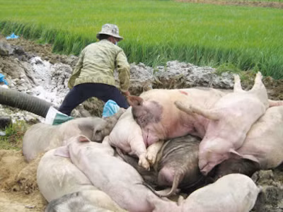 Nguy cơ lan rộng dịch lợn tai xanh ở miền Bắc