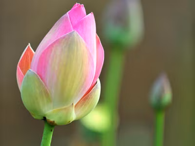 Tôn vinh vẻ đẹp phụ nữ Việt