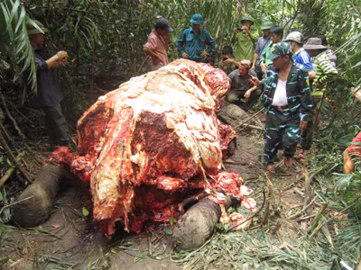 Chưa thể xác định nguyên nhân voi chết
