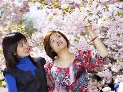 Rực rỡ hoa Anh Đào ở Berlin