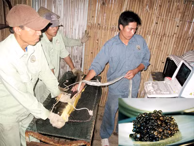 Tuyệt kỹ trứng cá nghìn đô