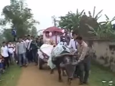 Rước dâu bằng... xe trâu