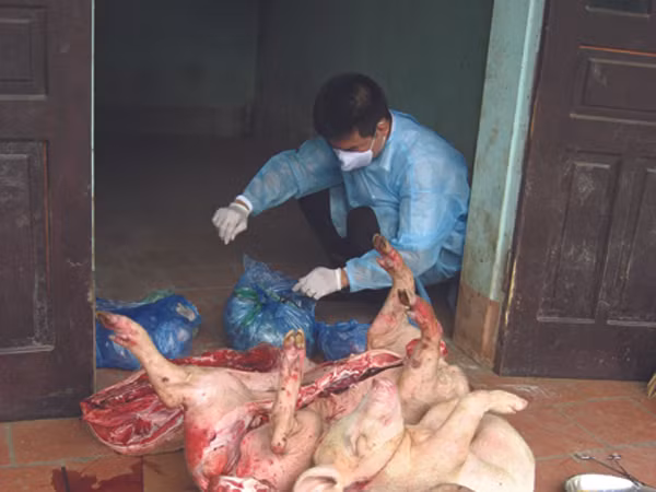Lò mổ lợn tai xanh làm ruốc, mắm tép hoạt động bí mật