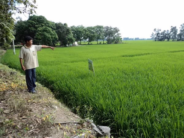 Ông Huỳnh Văn Nam chỉ nơi bị Công an xã “đánh và nhấn xuống sình” Ảnh: Sáu Nghệ