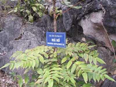 Nhổ trụi cây mật gấu quý ở đường biên