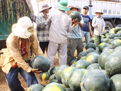 Thương lái Trung Quốc ép giá dưa hấu miền Trung