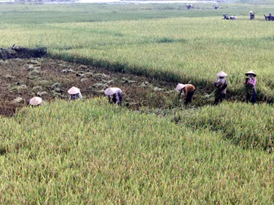 Nên thực hiện sở hữu toàn dân về đất đai nhưng làm rõ quyền của nhà nước và người dân