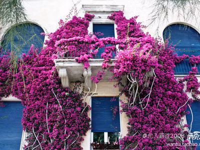 Ban công nở đầy hoa