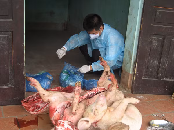 Lợn tai xanh thành ruốc, thịt chưng mắm tép