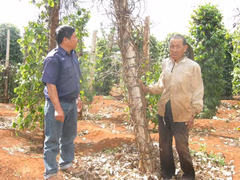 Nông dân cay mắt vì hồ tiêu